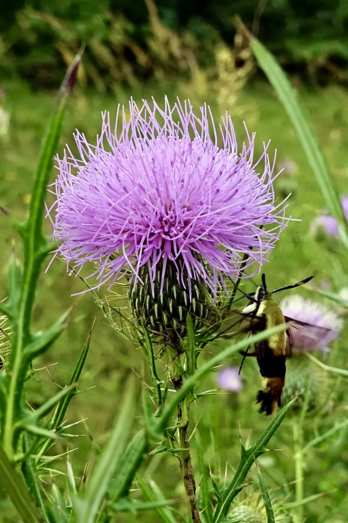 Field Thistle and Hummingbird Moth
